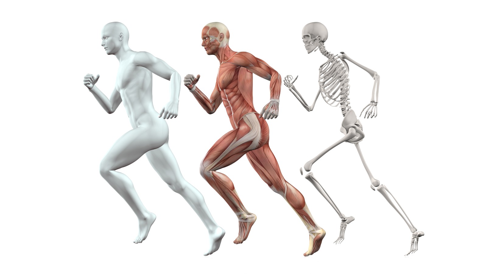 Three anatomical figures of the human body (skeletal, muscular and full body) running