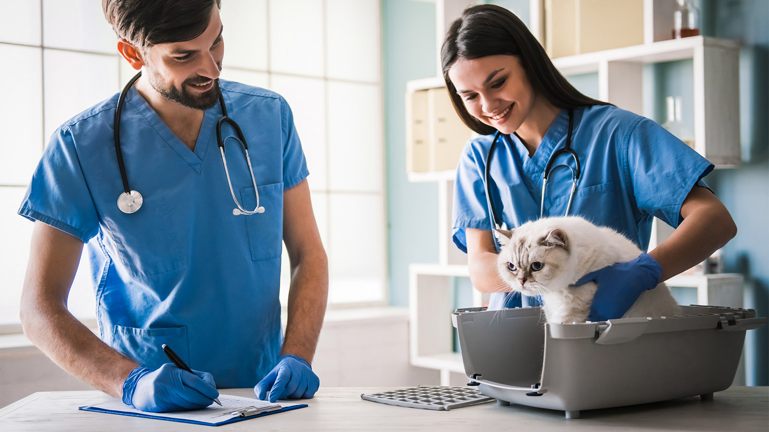 Two veterinarians examining a house cat