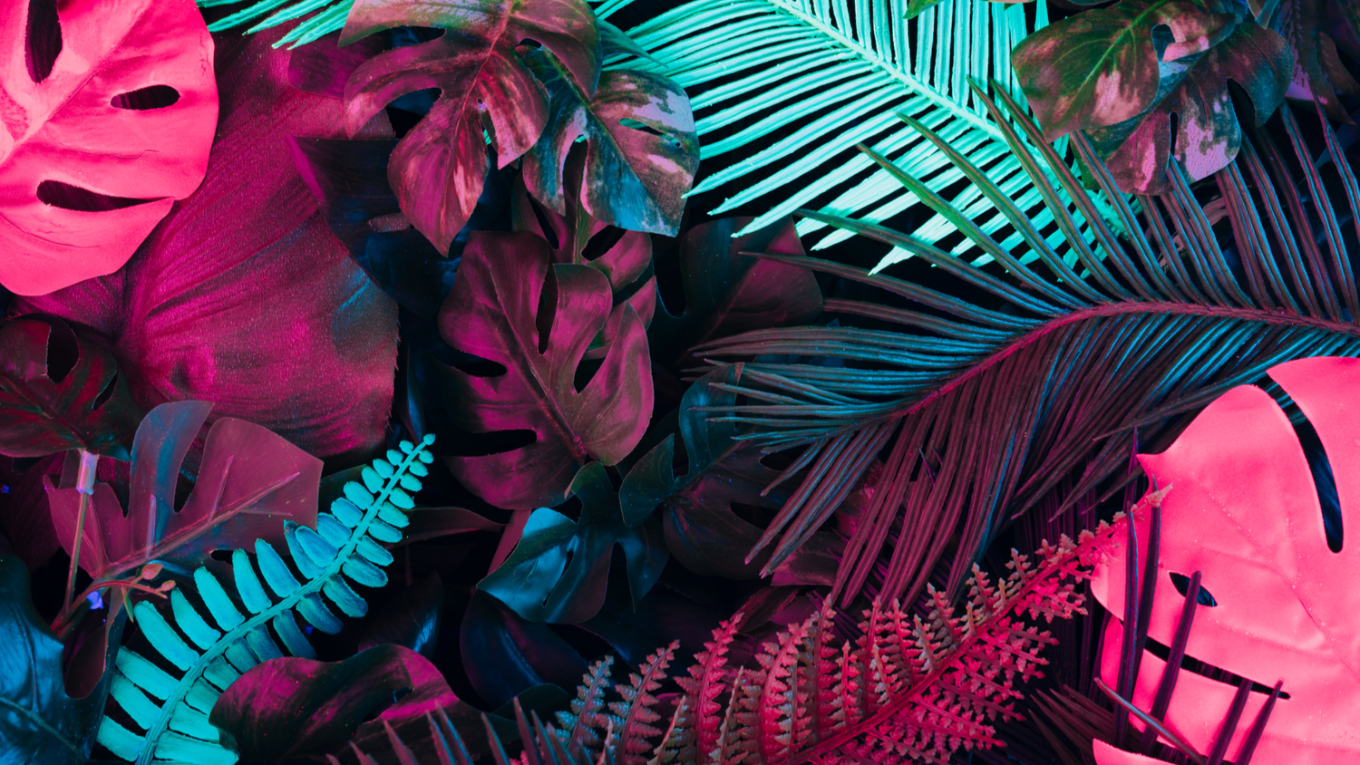 1312074653  Creative fluorescent colour layout made of tropical leaves.