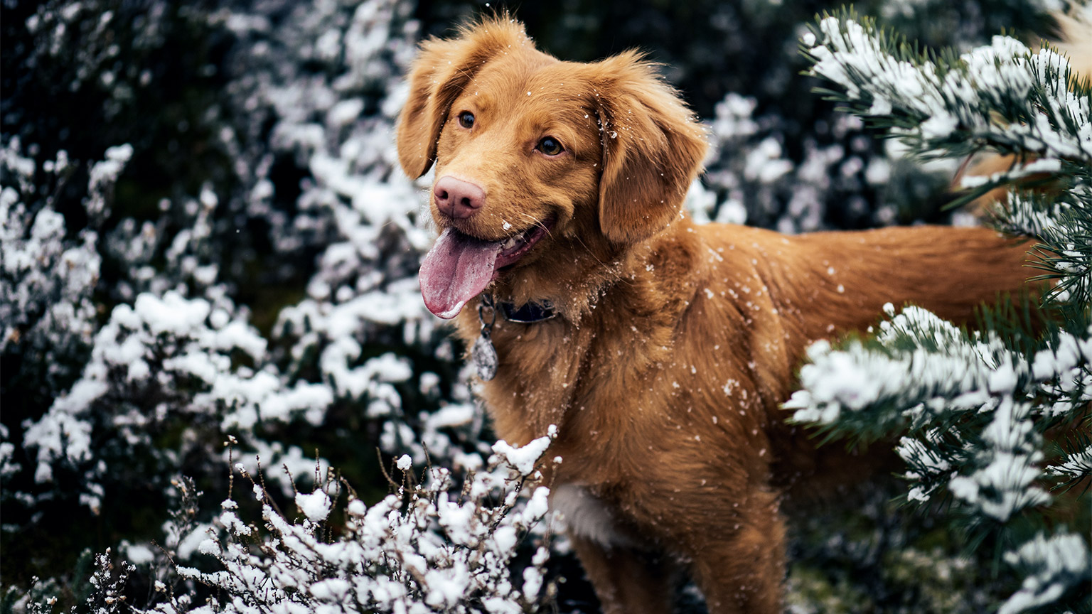 A Golden Retriever outside in the snow