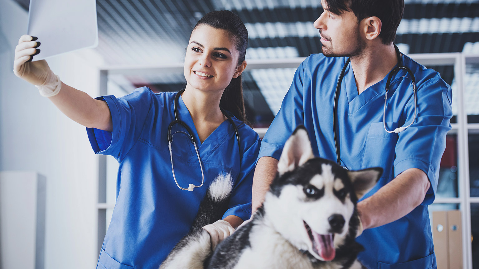 Two veterinarians working together to help look after a dog