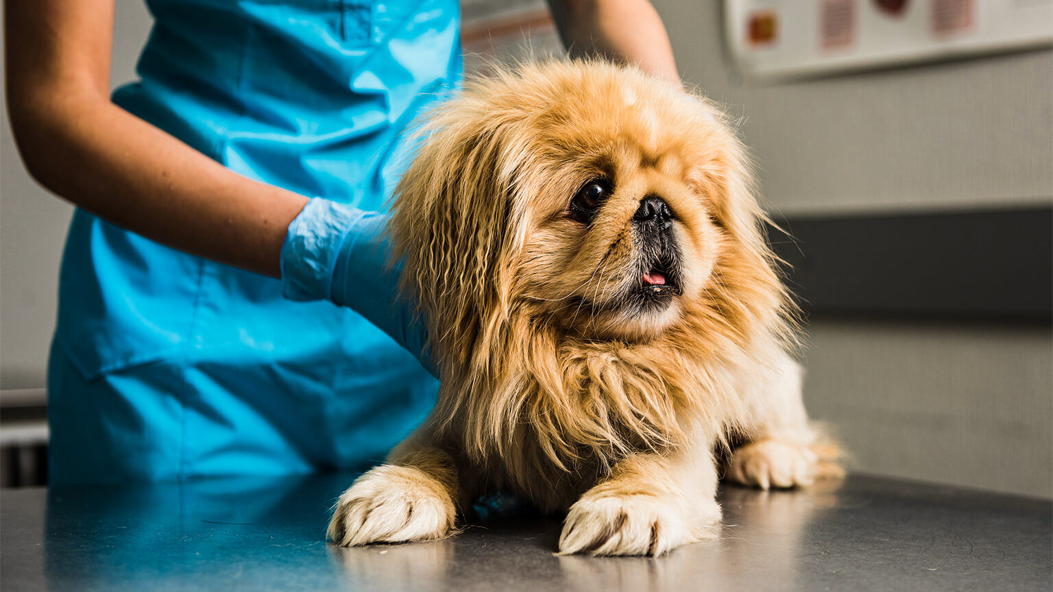 A veterinarian nurse handling a small puppy