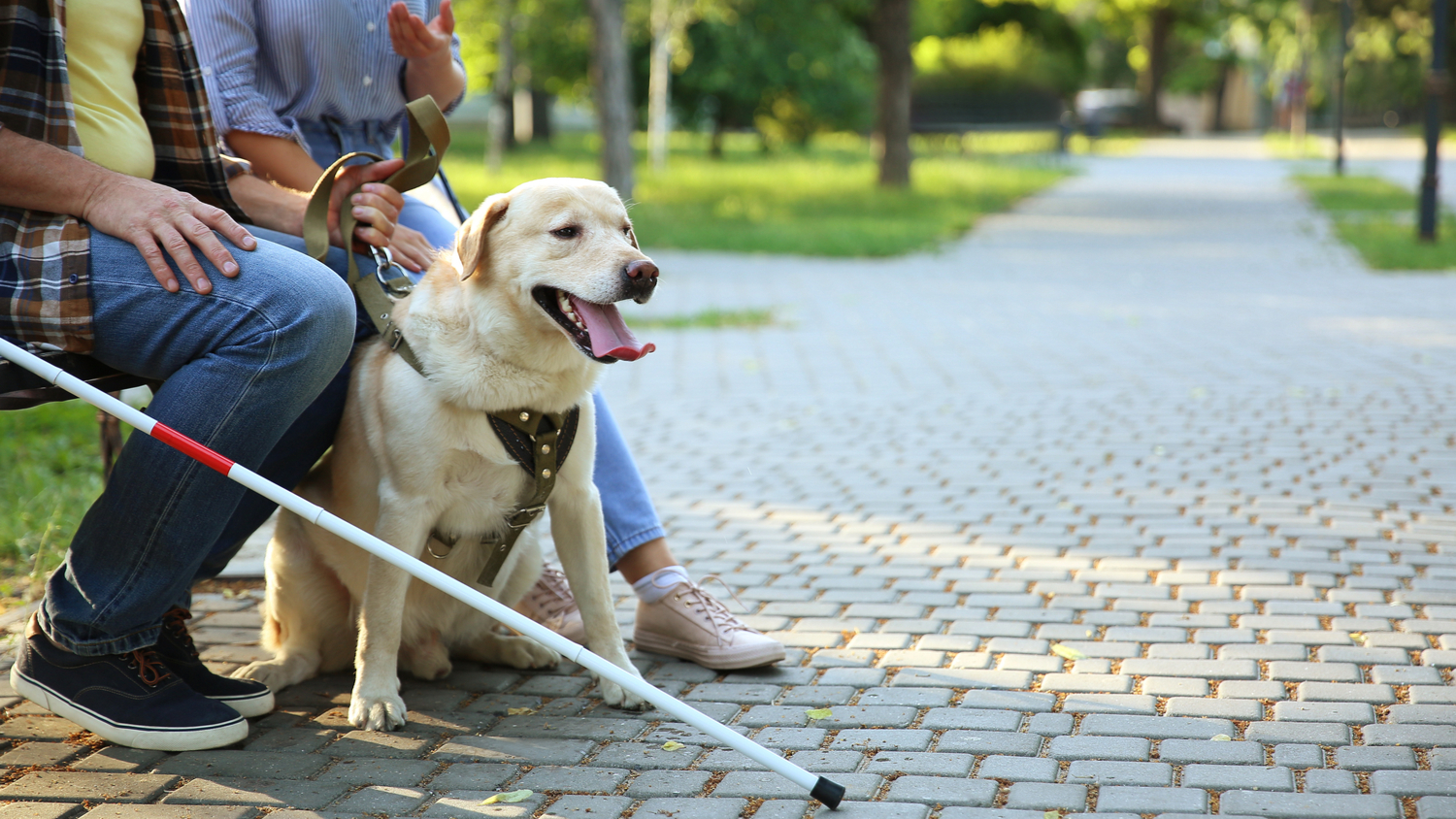 Blind mature man with his carer and guide dog in park