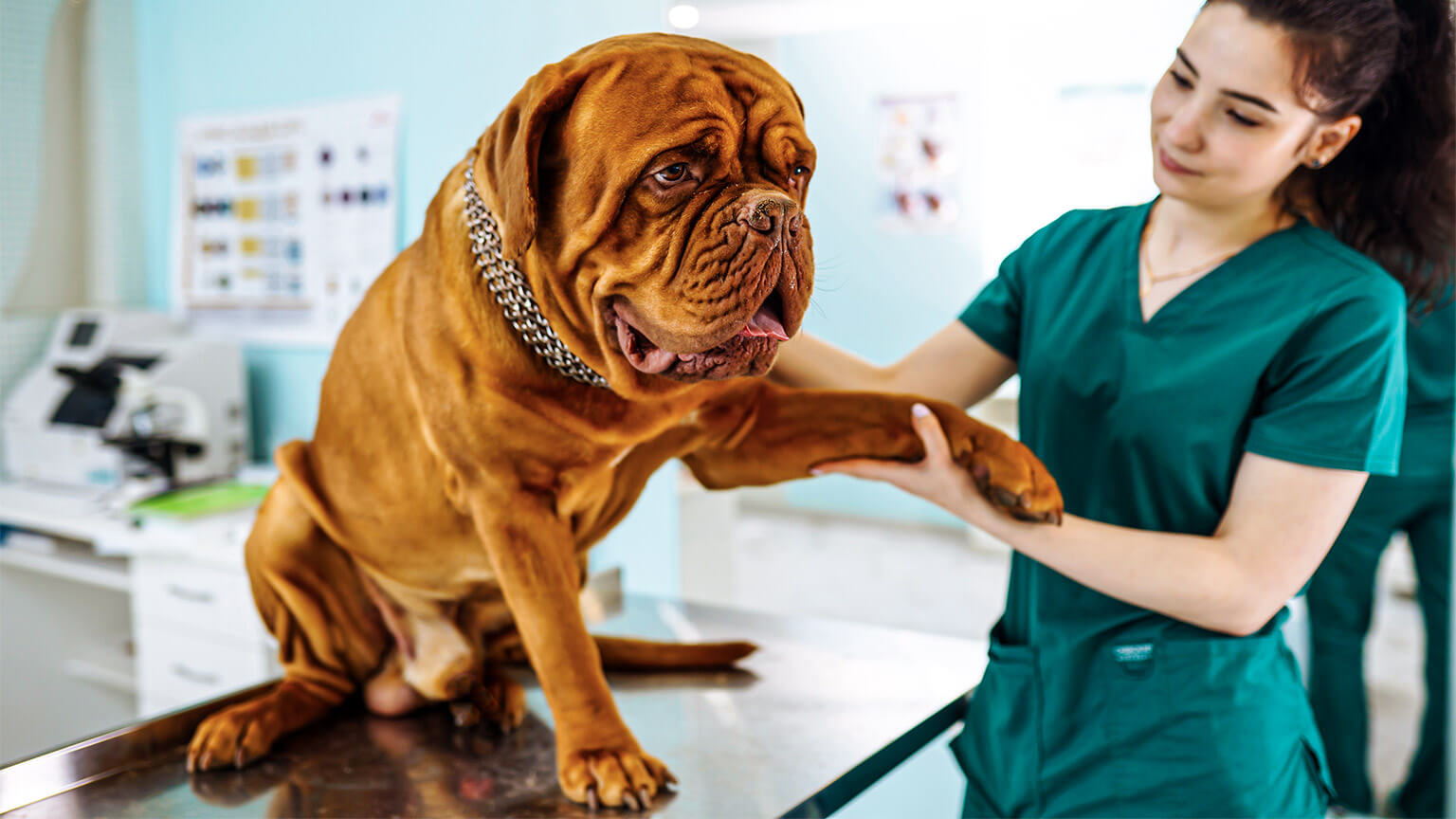 An animal care worker tending to a large dog