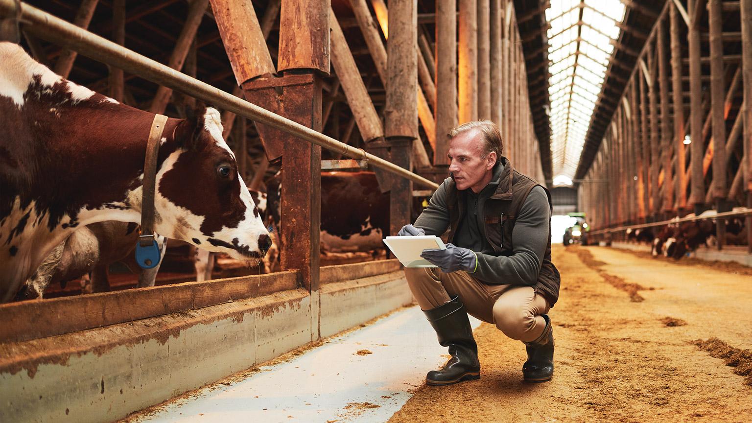 A vet worker inspecting cattle in a shed and recording information