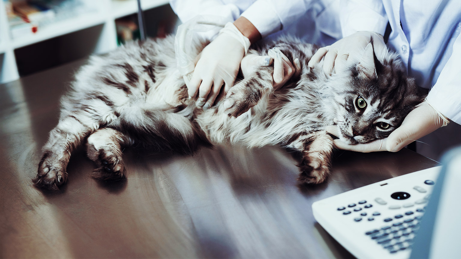 a sick cat on a table being attended by veterinarians