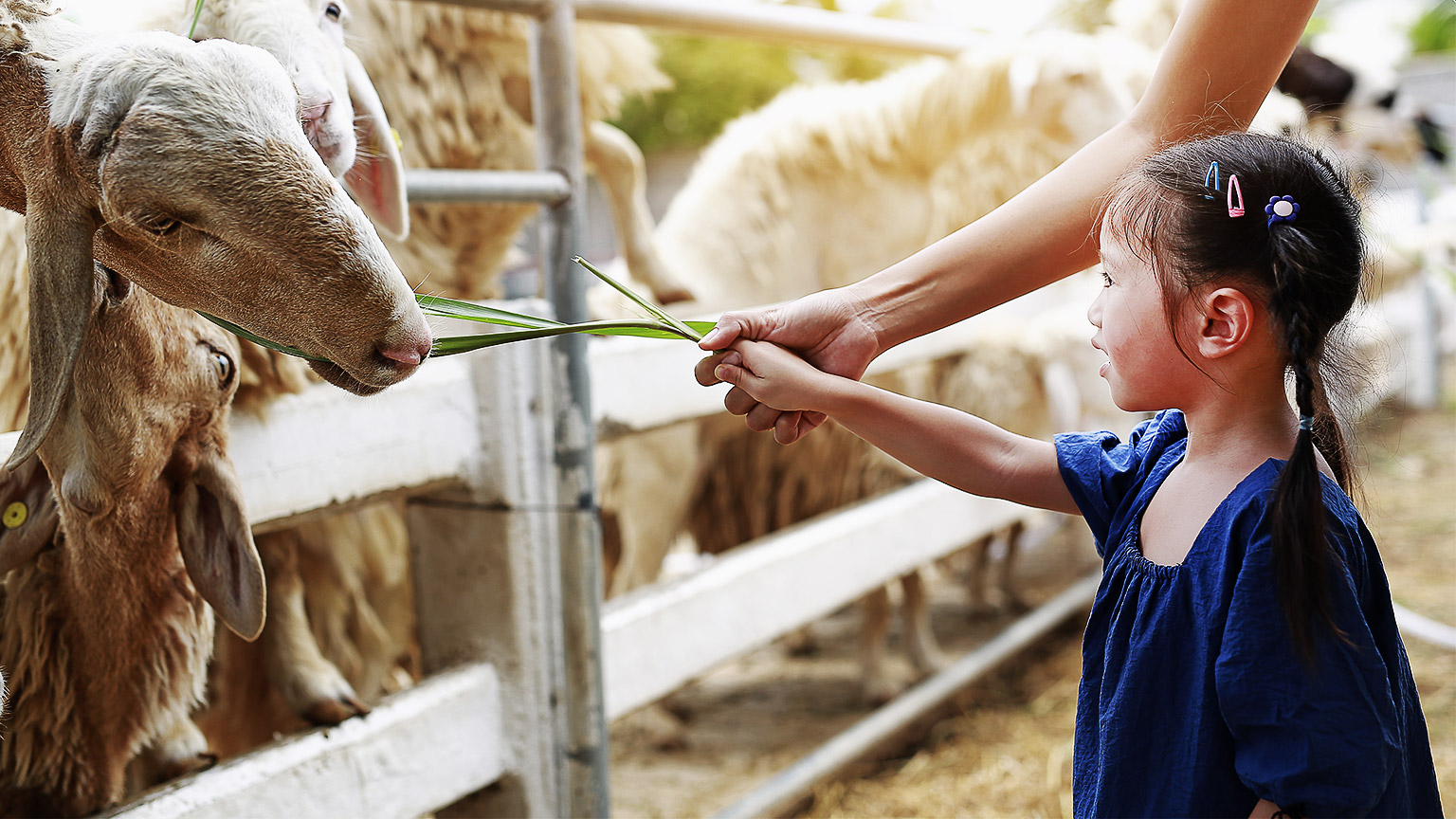 A parent guiding their child on feeding livestock.