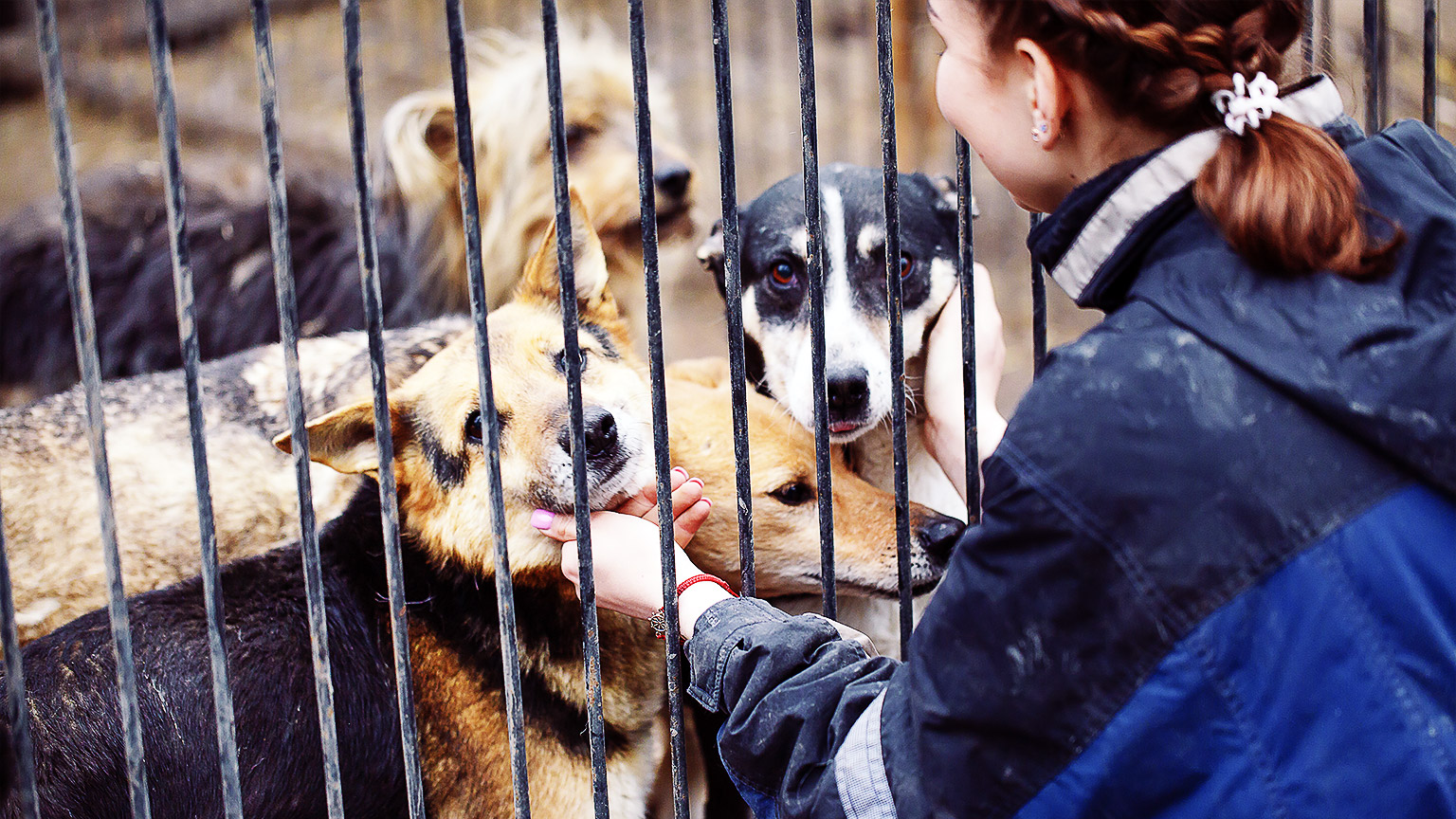 a person interacting with dogs in kennels