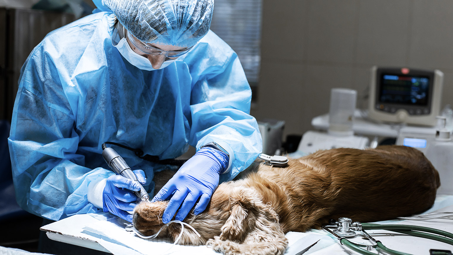 A dog getting treatment while being under anesthesia