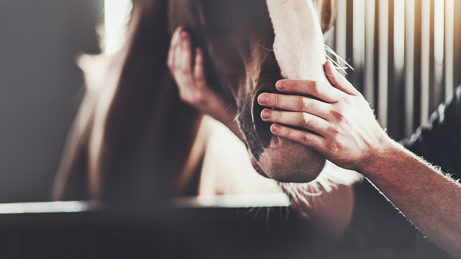 A person soothing a horse by stroking it's snout