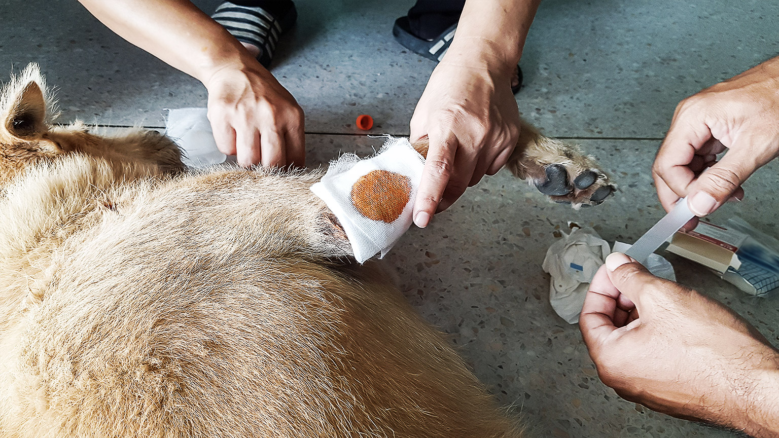 First aid being applied t an injured animal