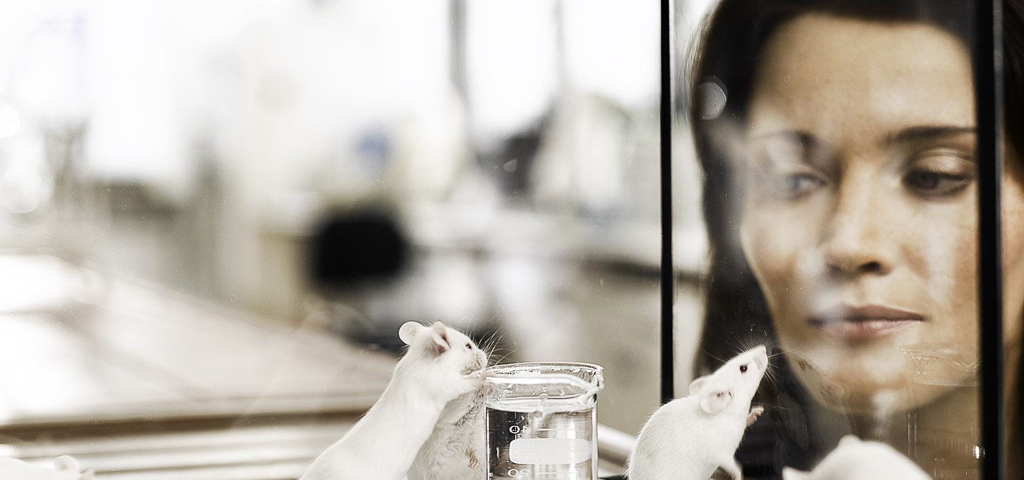 A person observing mice in a glass cage