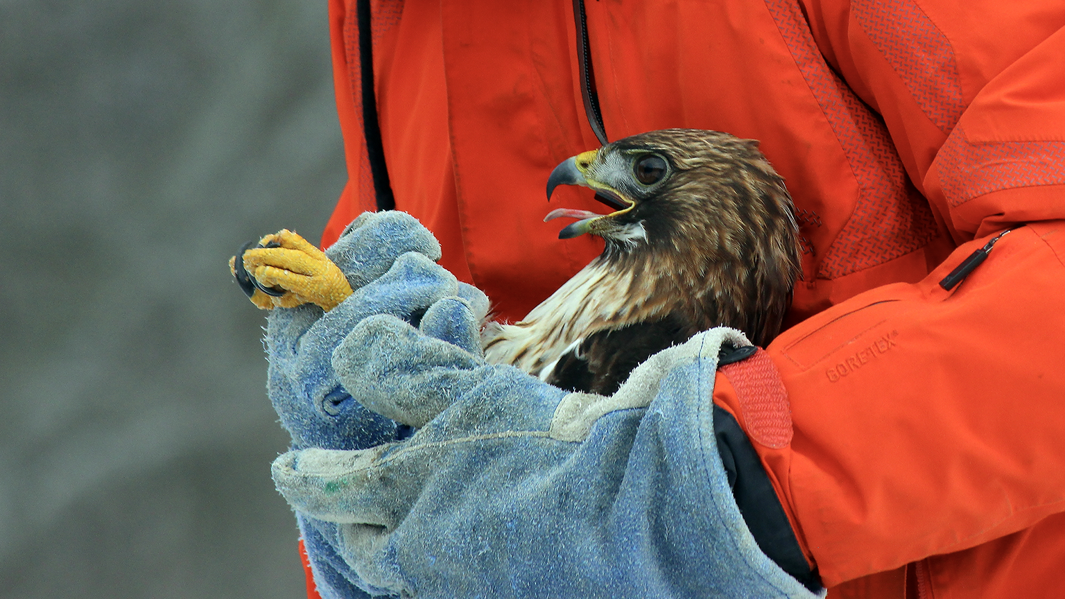 Bired being rescued