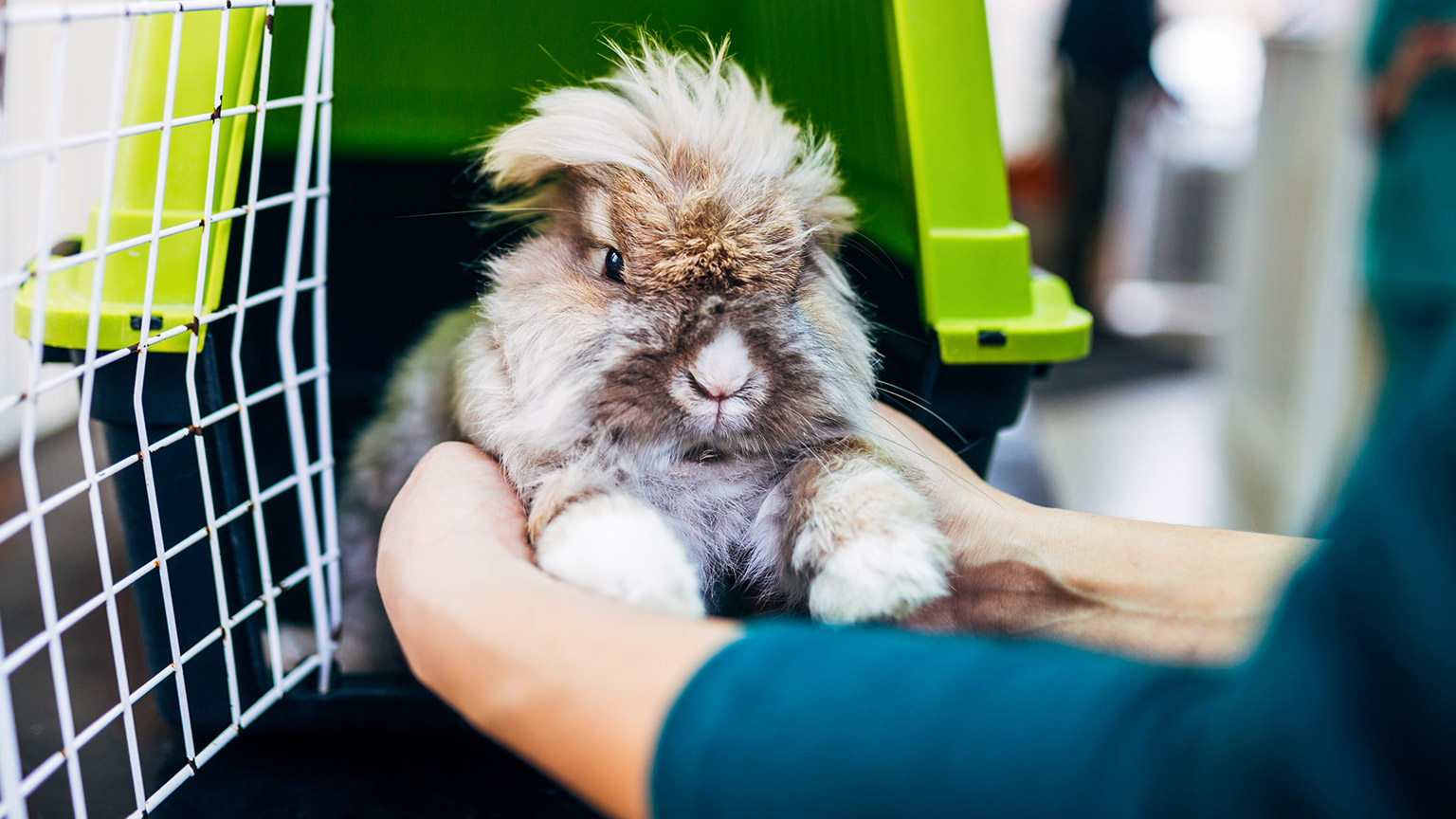 A rabbit being removed from a transporter