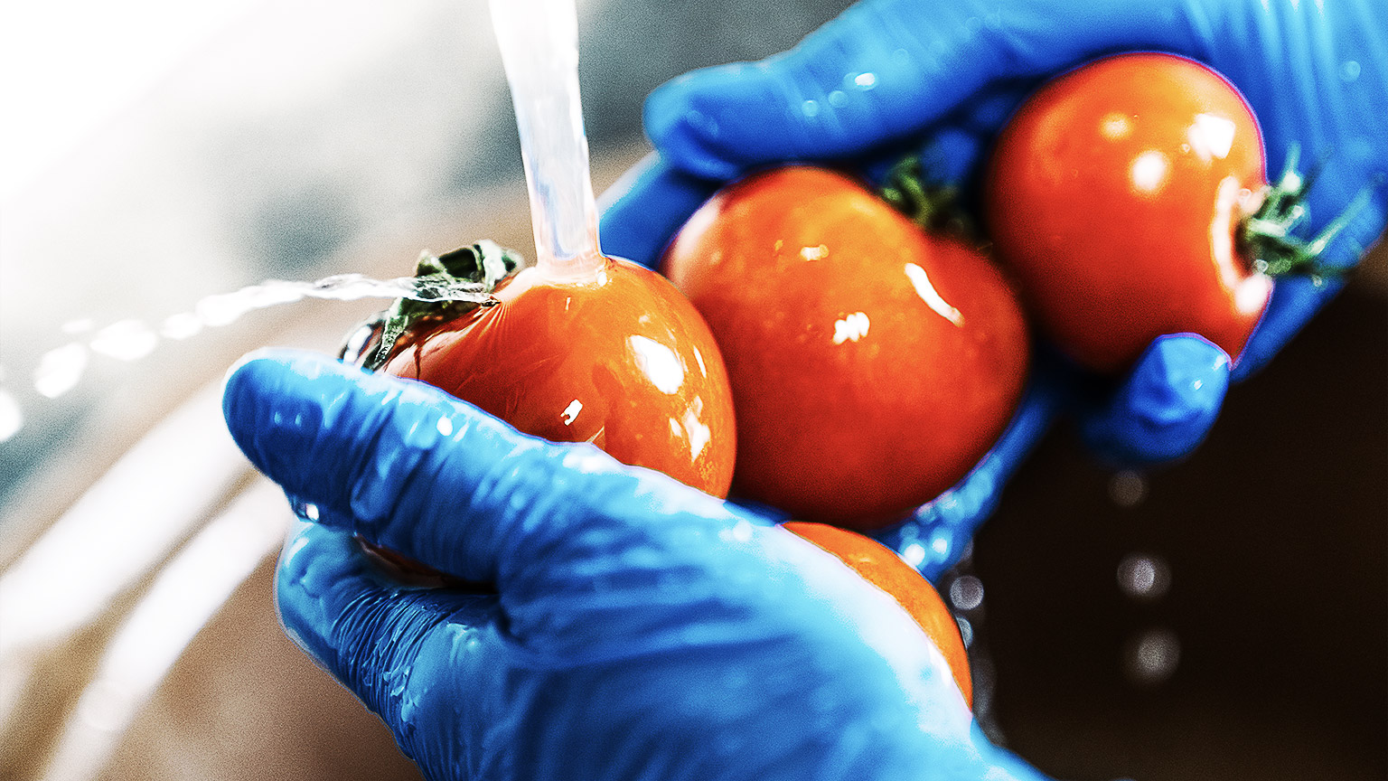 A person carefully hand washing fresh tomatoes with latex gloves