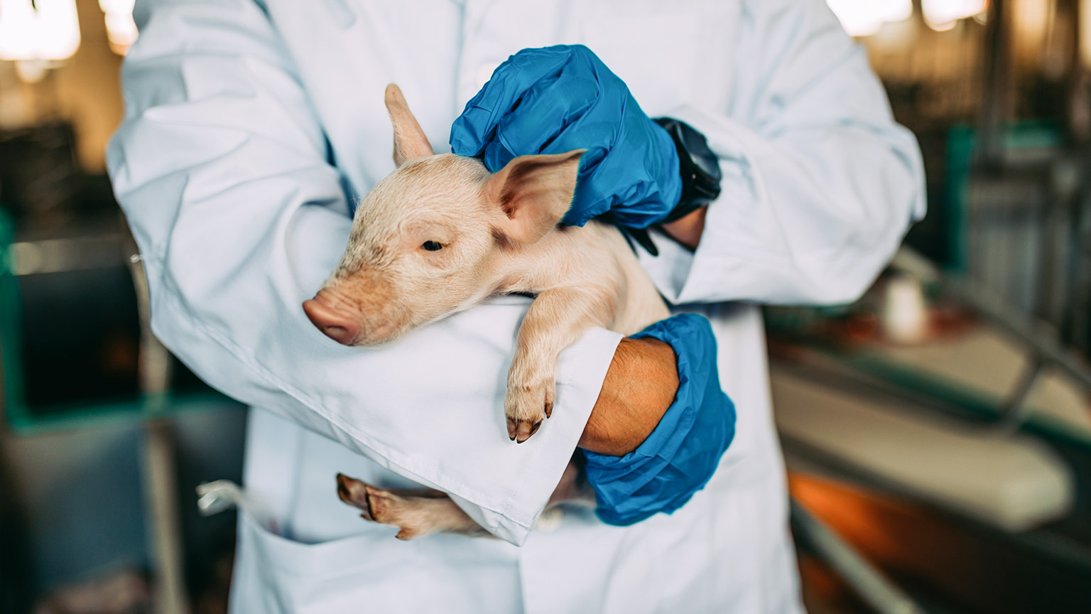 A vet holding and checking the health of a piglet