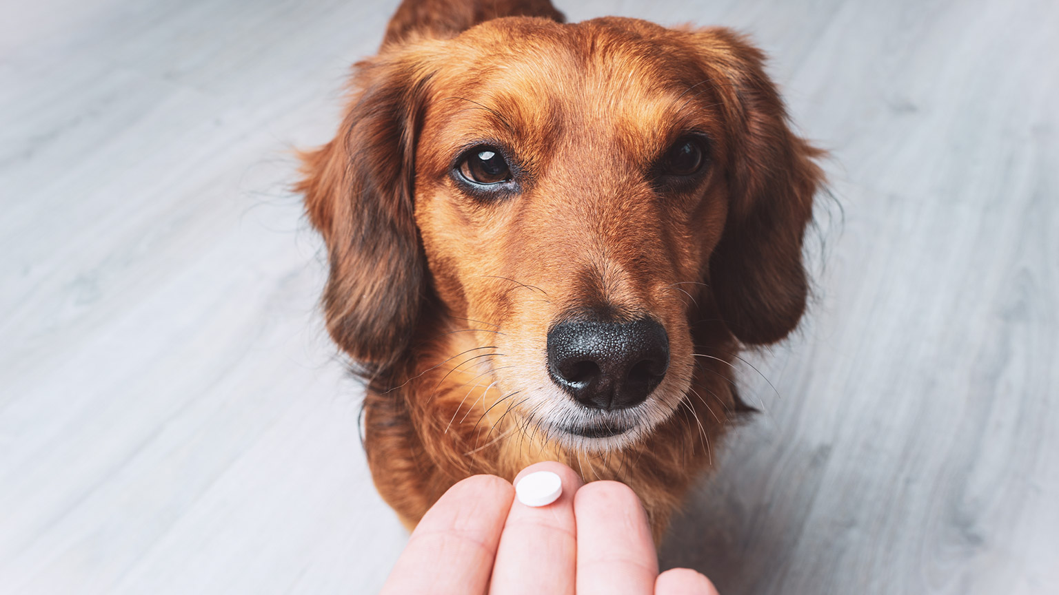 An owner giving a dog a tablet