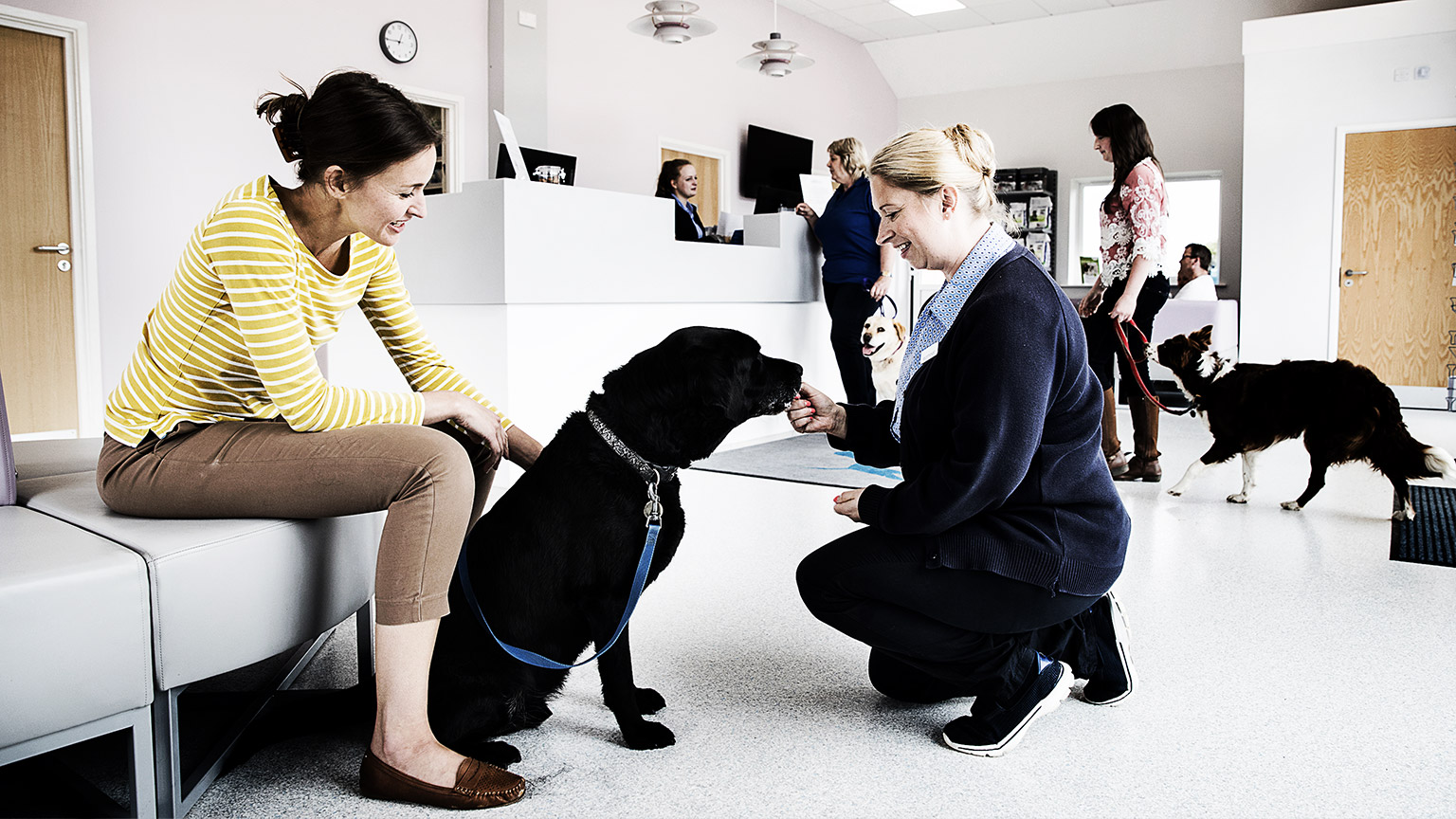 A receptionist service in a veterinary clinic