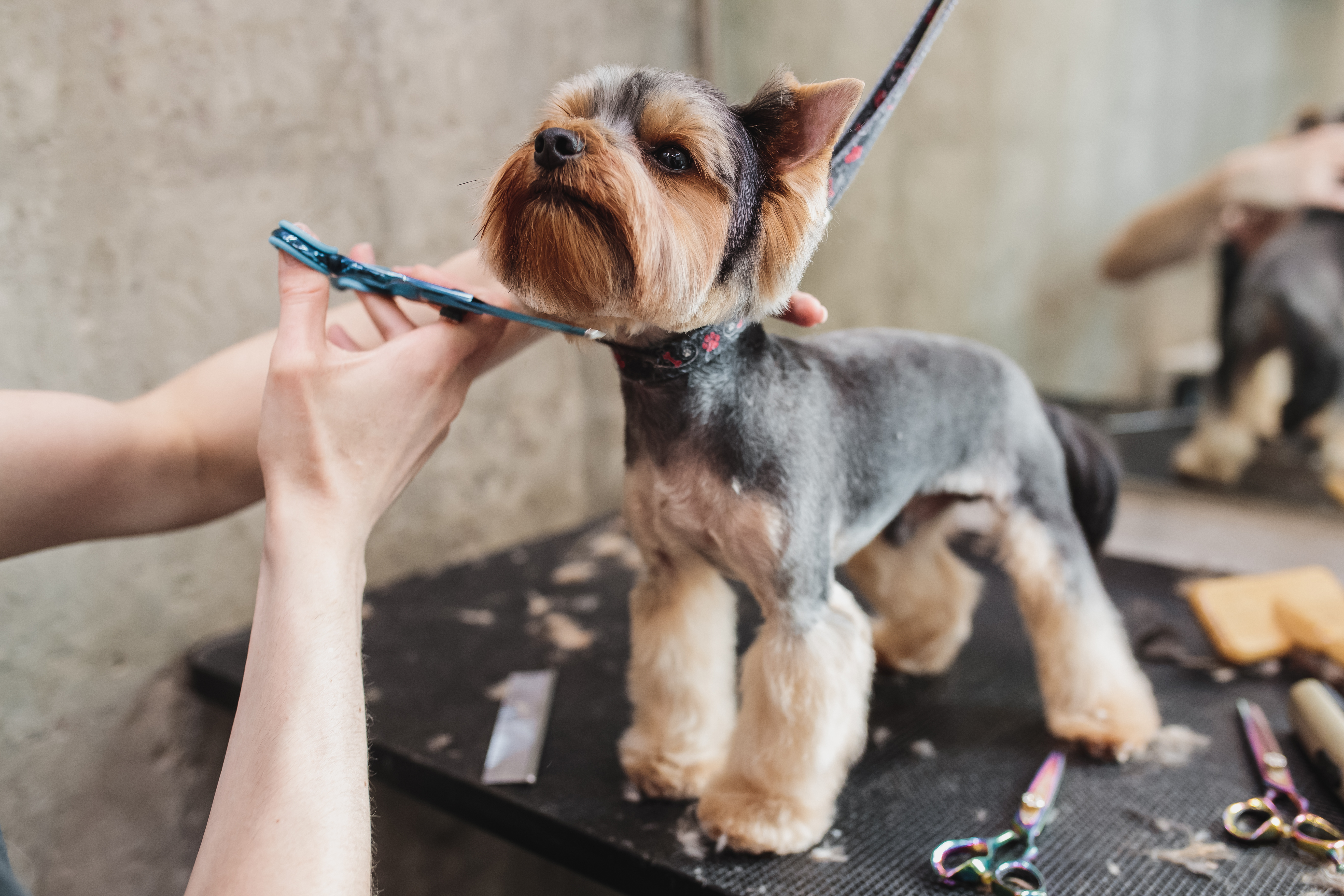 Yorkshire puppy in a pet grooming salon. Groomer trimming dogs hair with scissors below next.