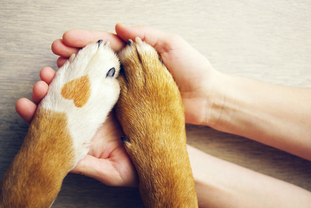 Dog paws with a spot in the form of heart and human hand close up, top view.