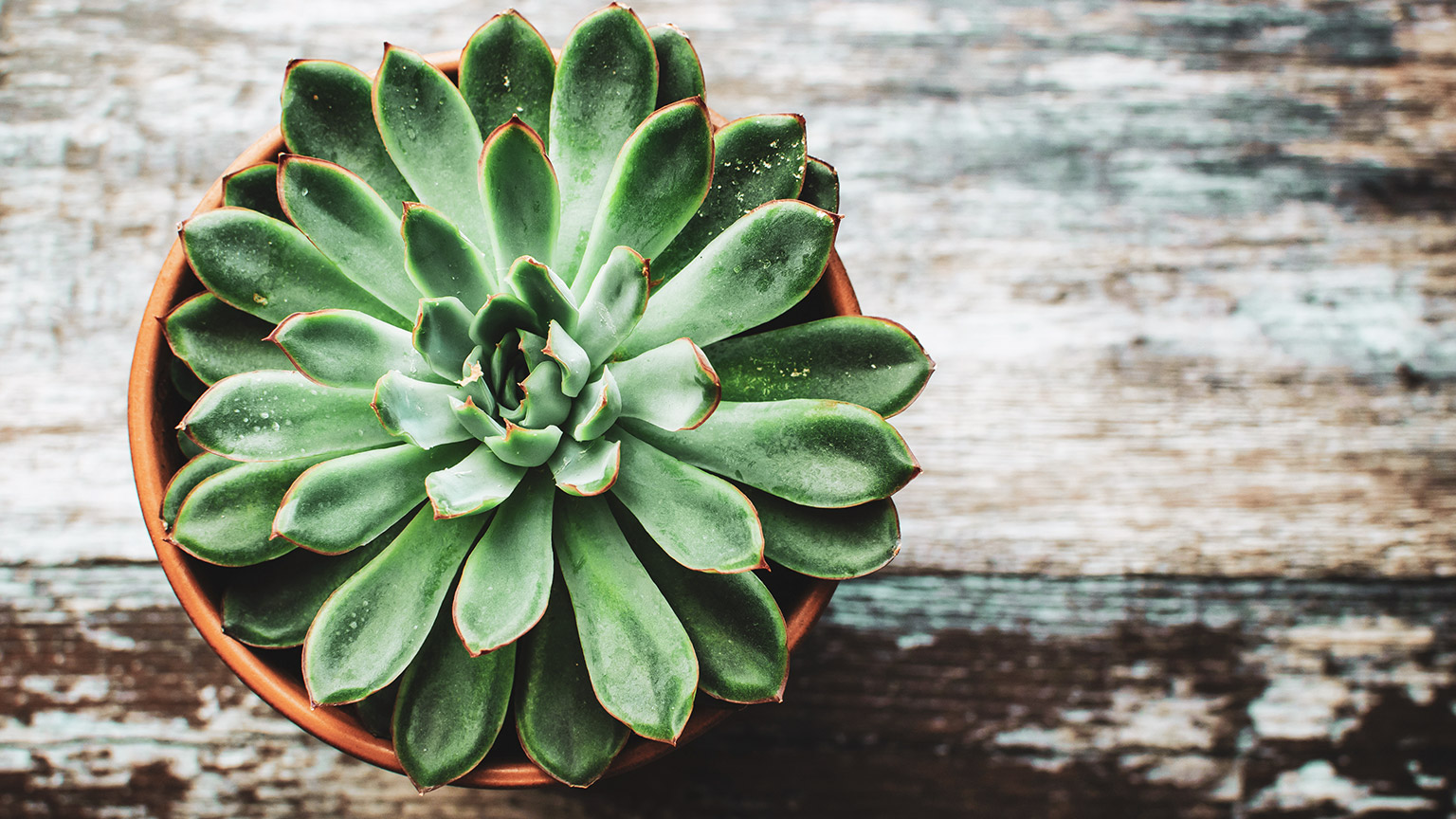 A top-down view of a plant in a pot