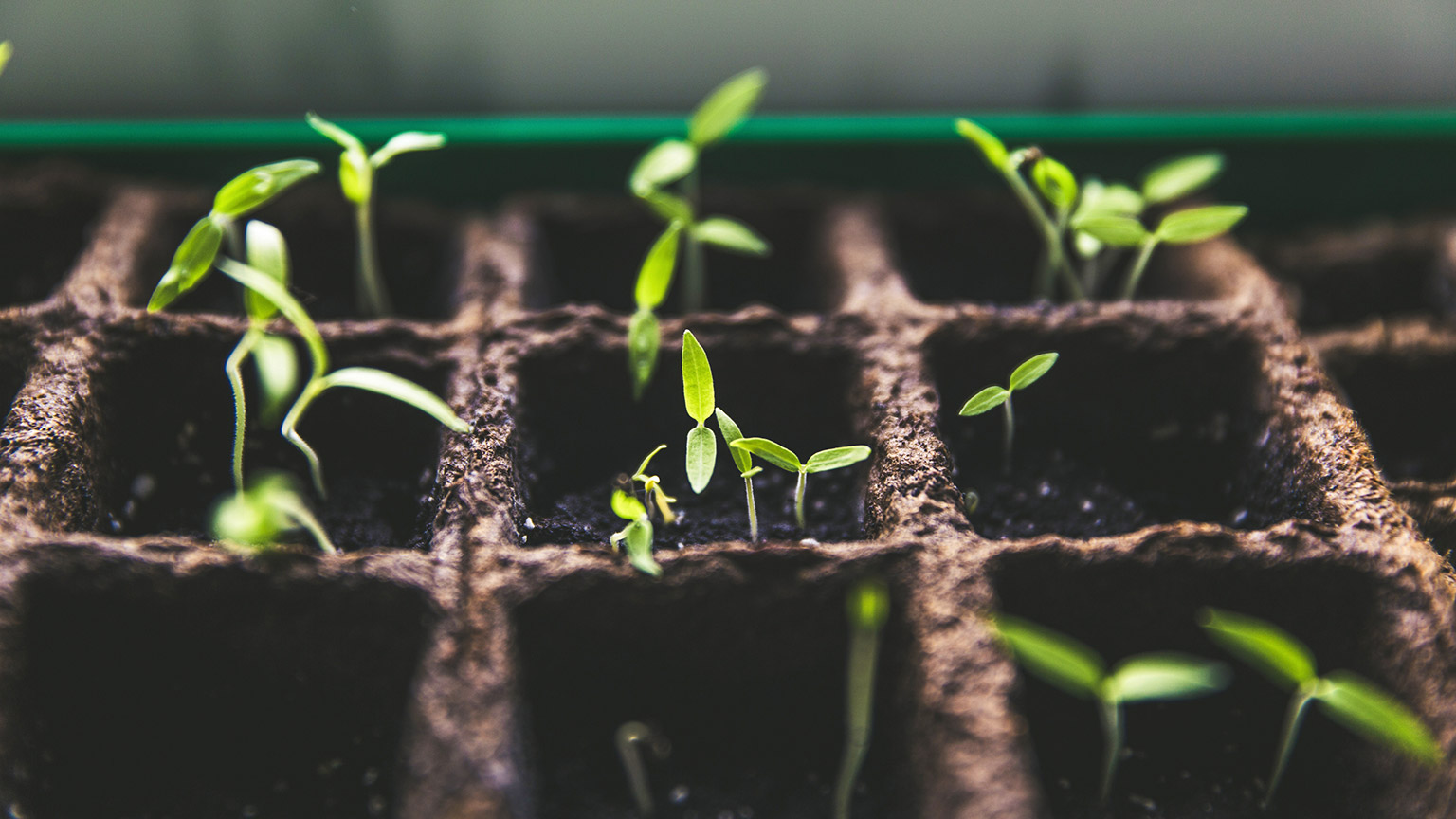 A close view of seedlings in planting pots