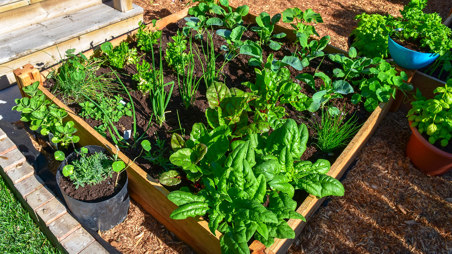 A backyard vegetable garden