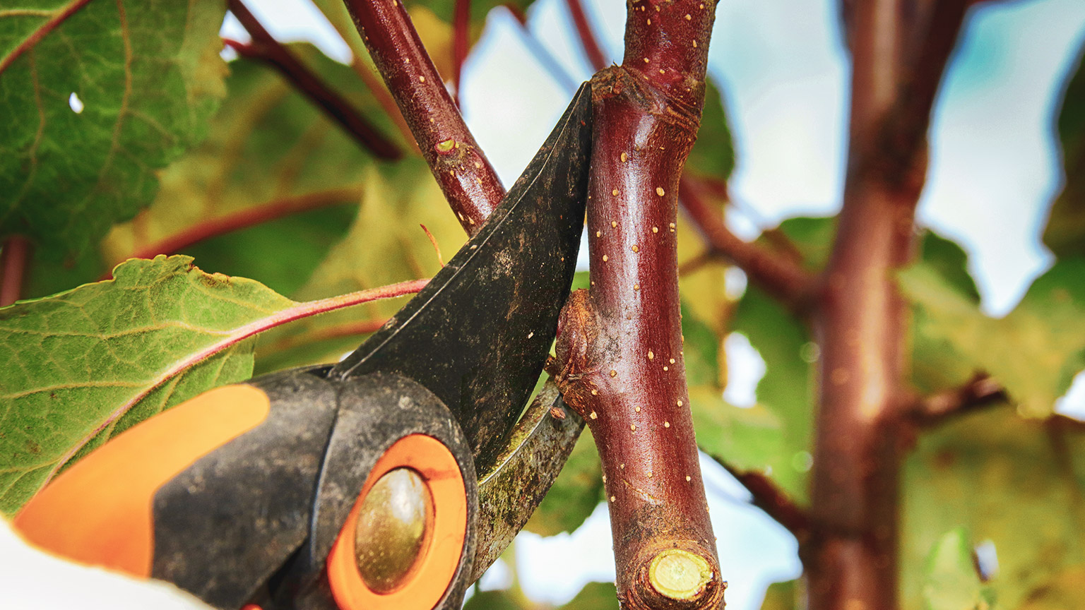 A close view of a person trimming a tree