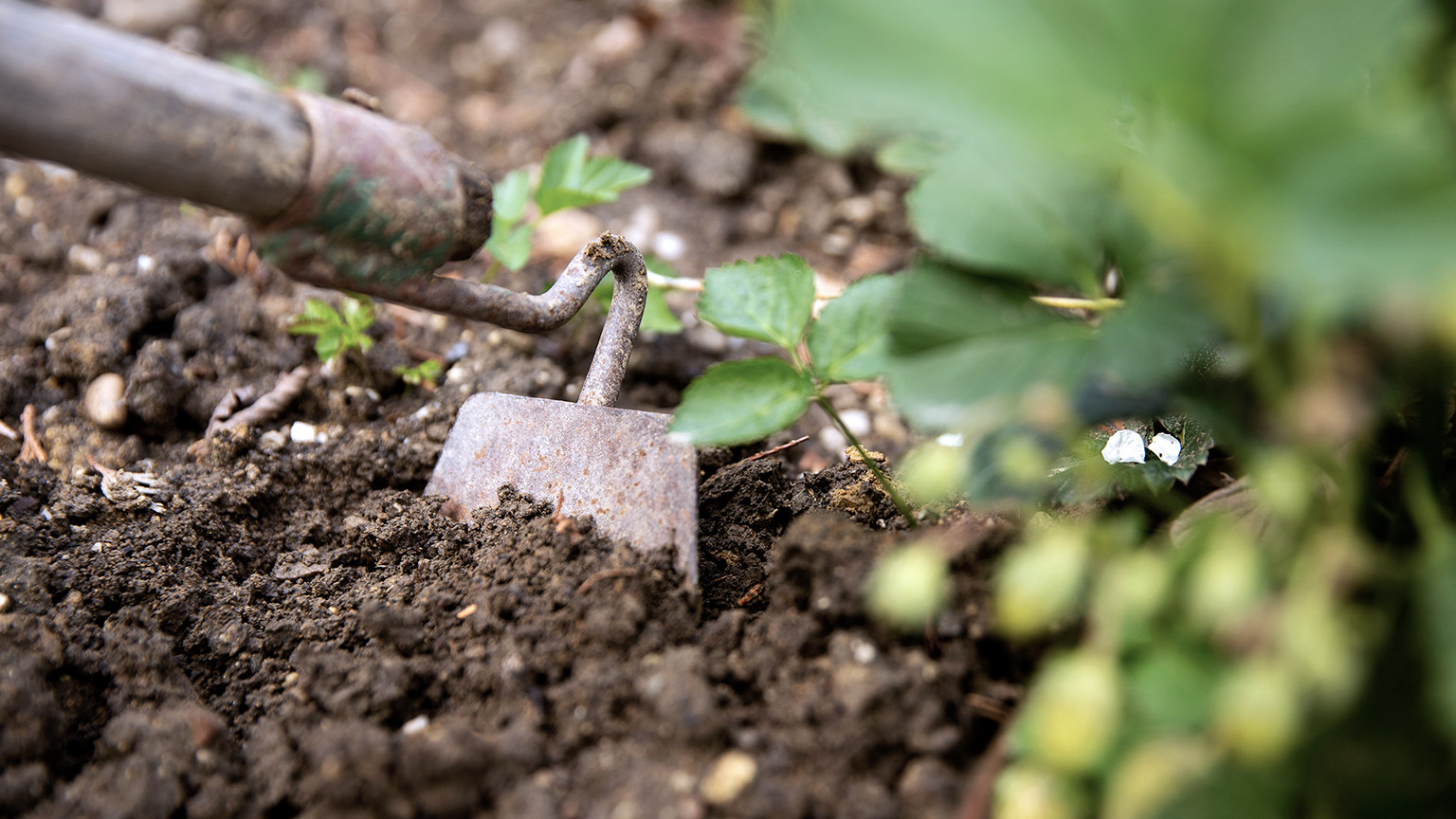 Close-up hoeing of strawberry