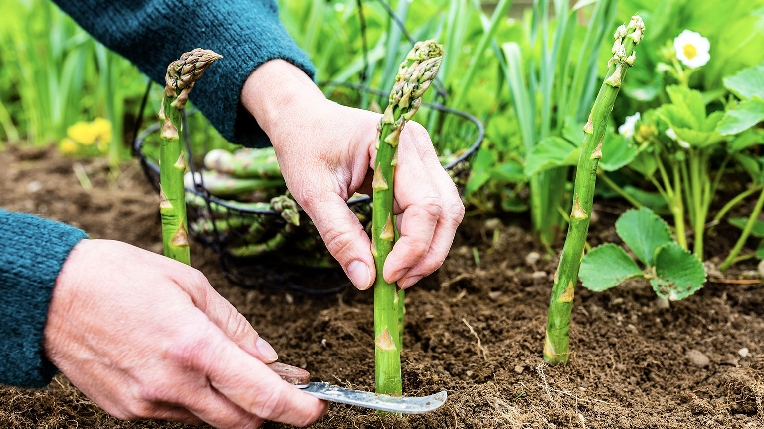 Woman planting asparagus