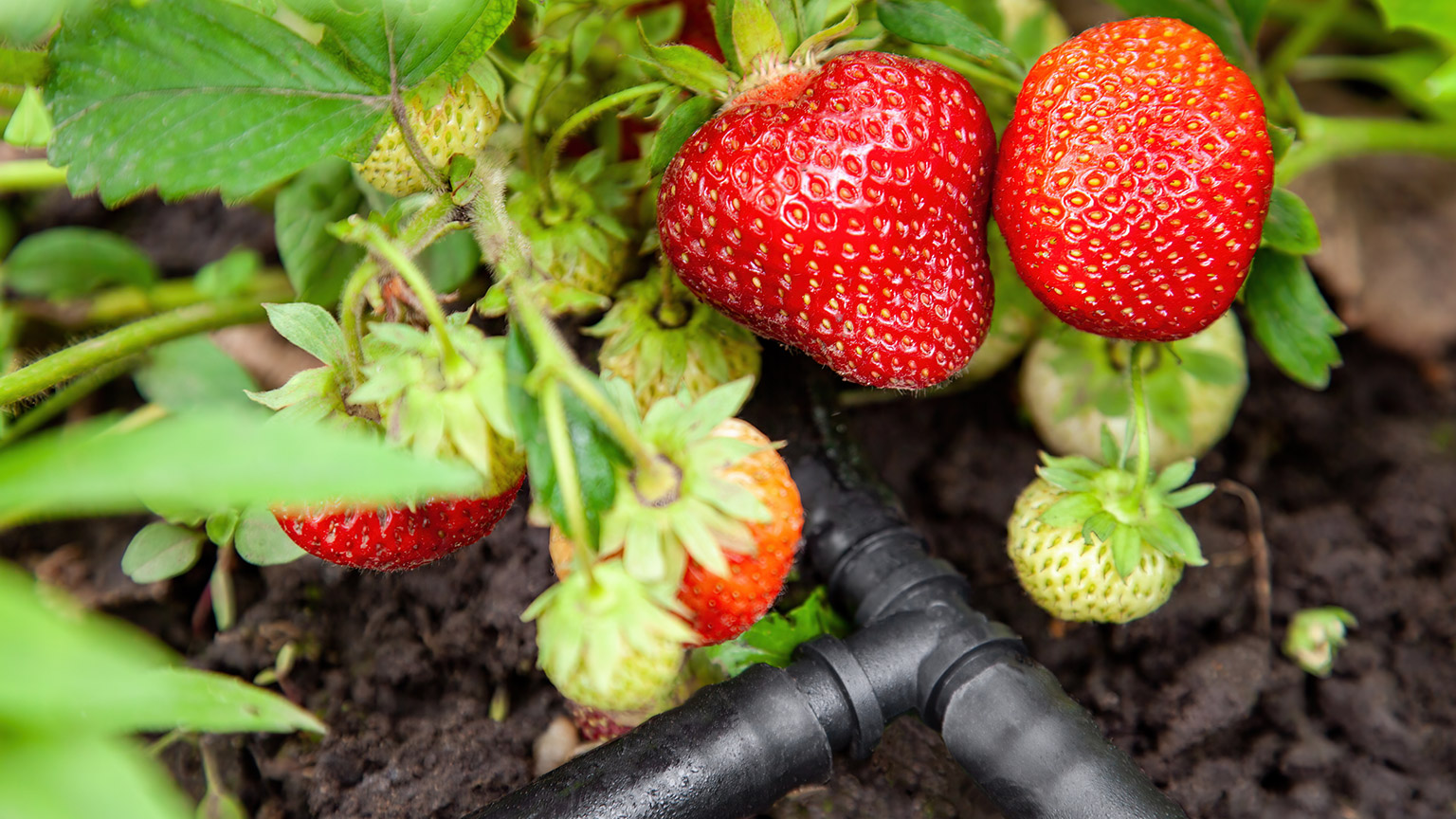 A close view of a strawberries and irrigation pipes