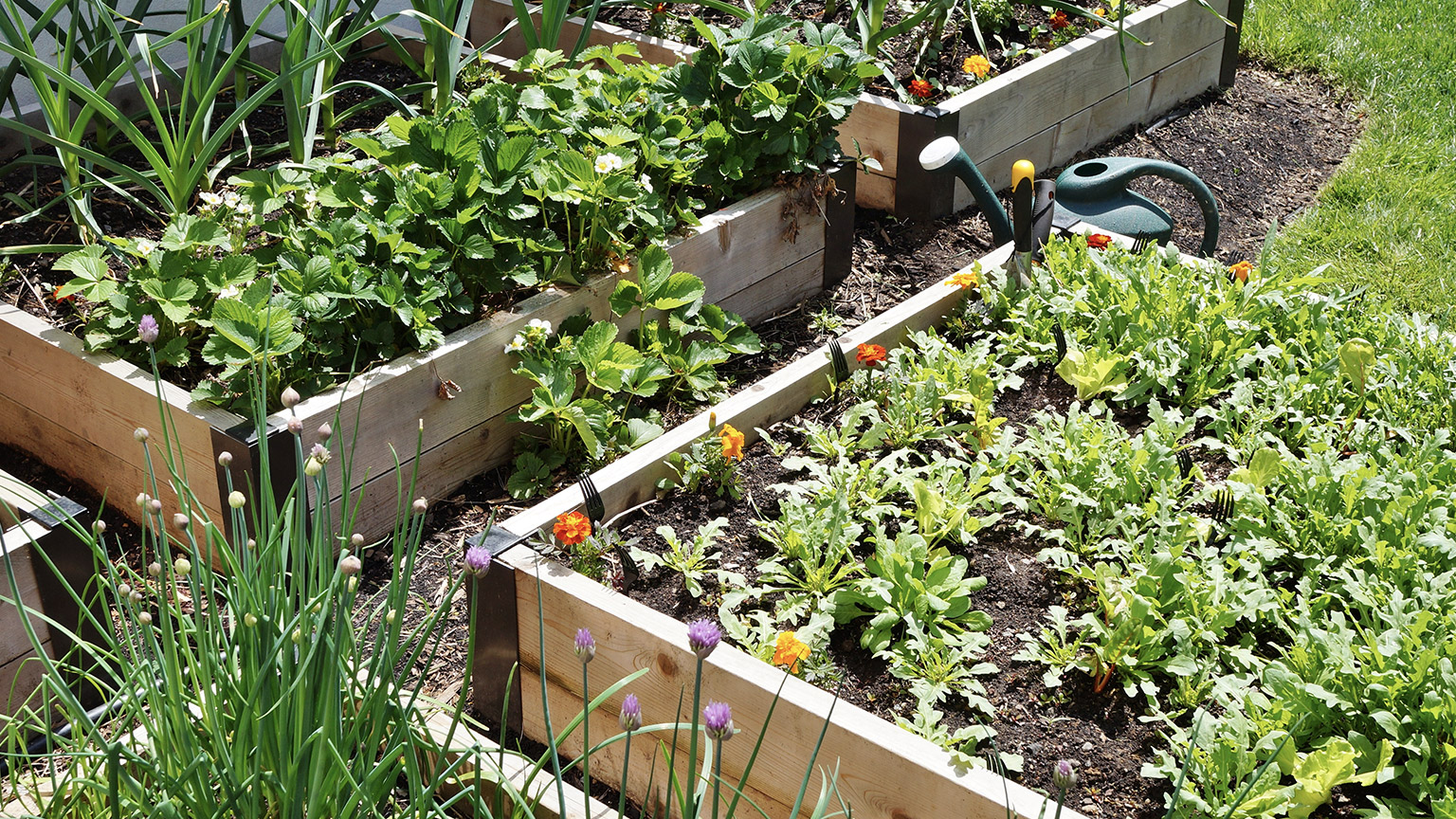 Raised bed vegetable box