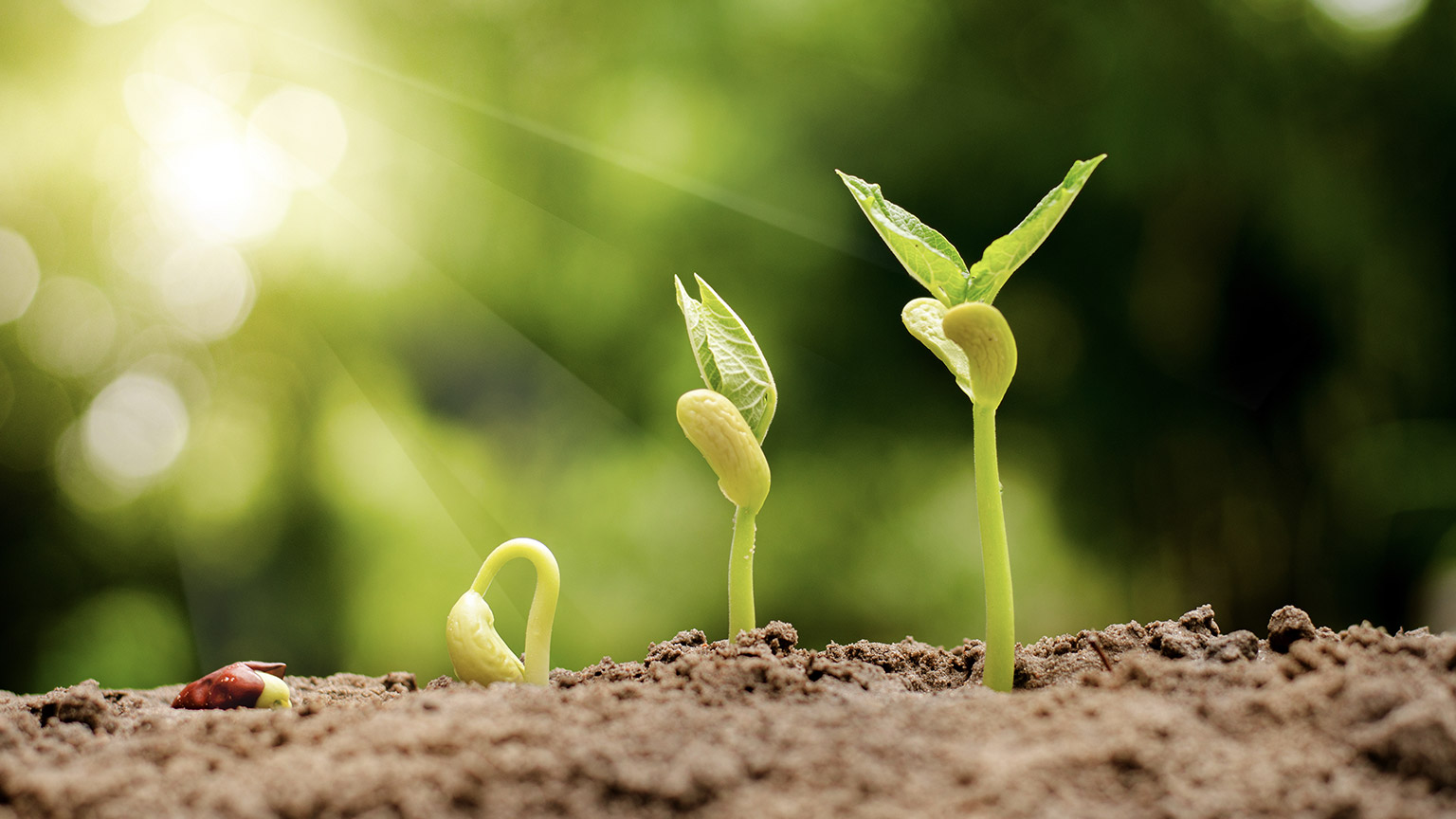 Germinating seed sprout