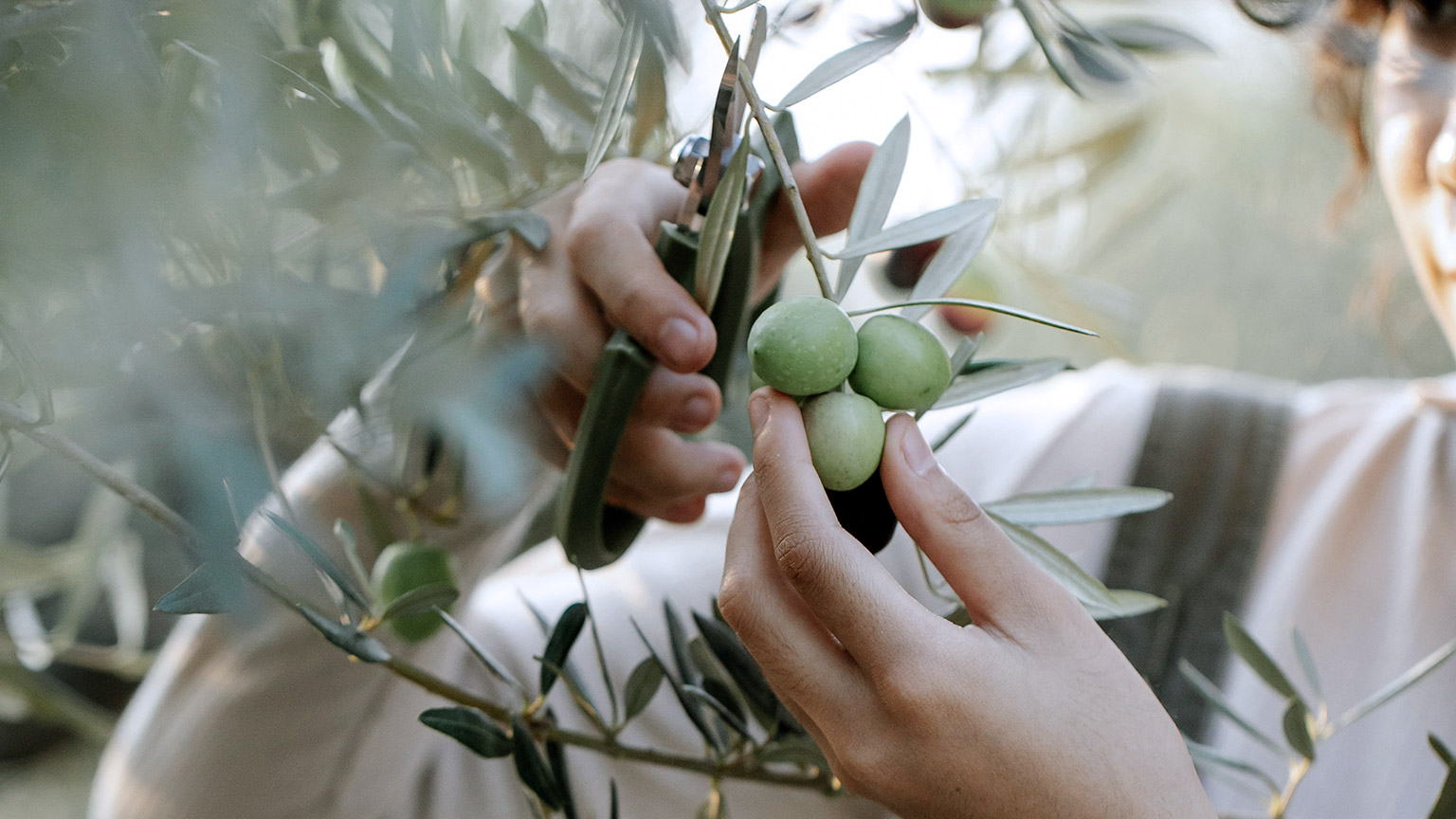 Hands cutting fruit stems