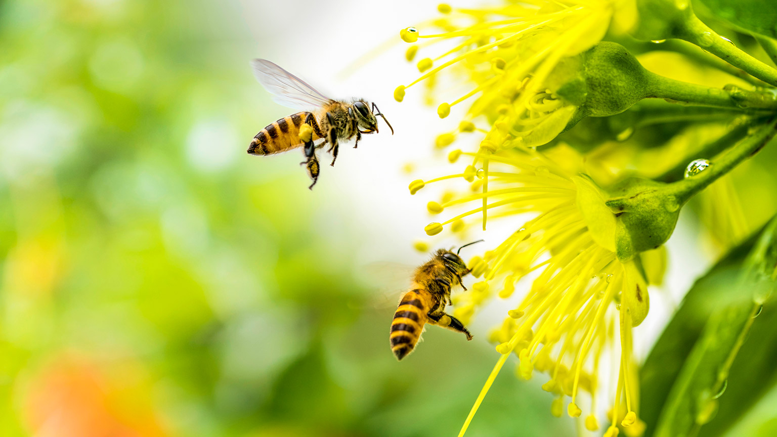 2 bees collecting pollen from a flower