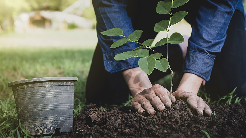 man planting tree