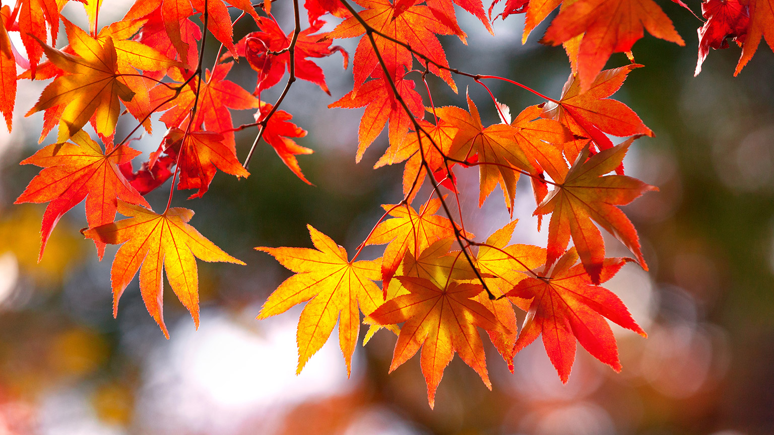 Autumn leaves from the Japanese Maple