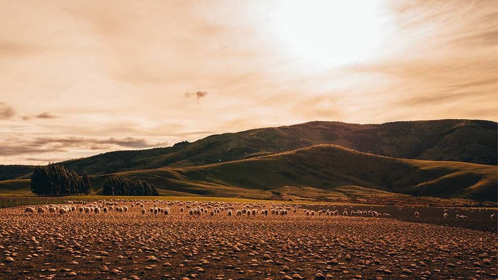 Landscapes. Southern Island of New Zealand