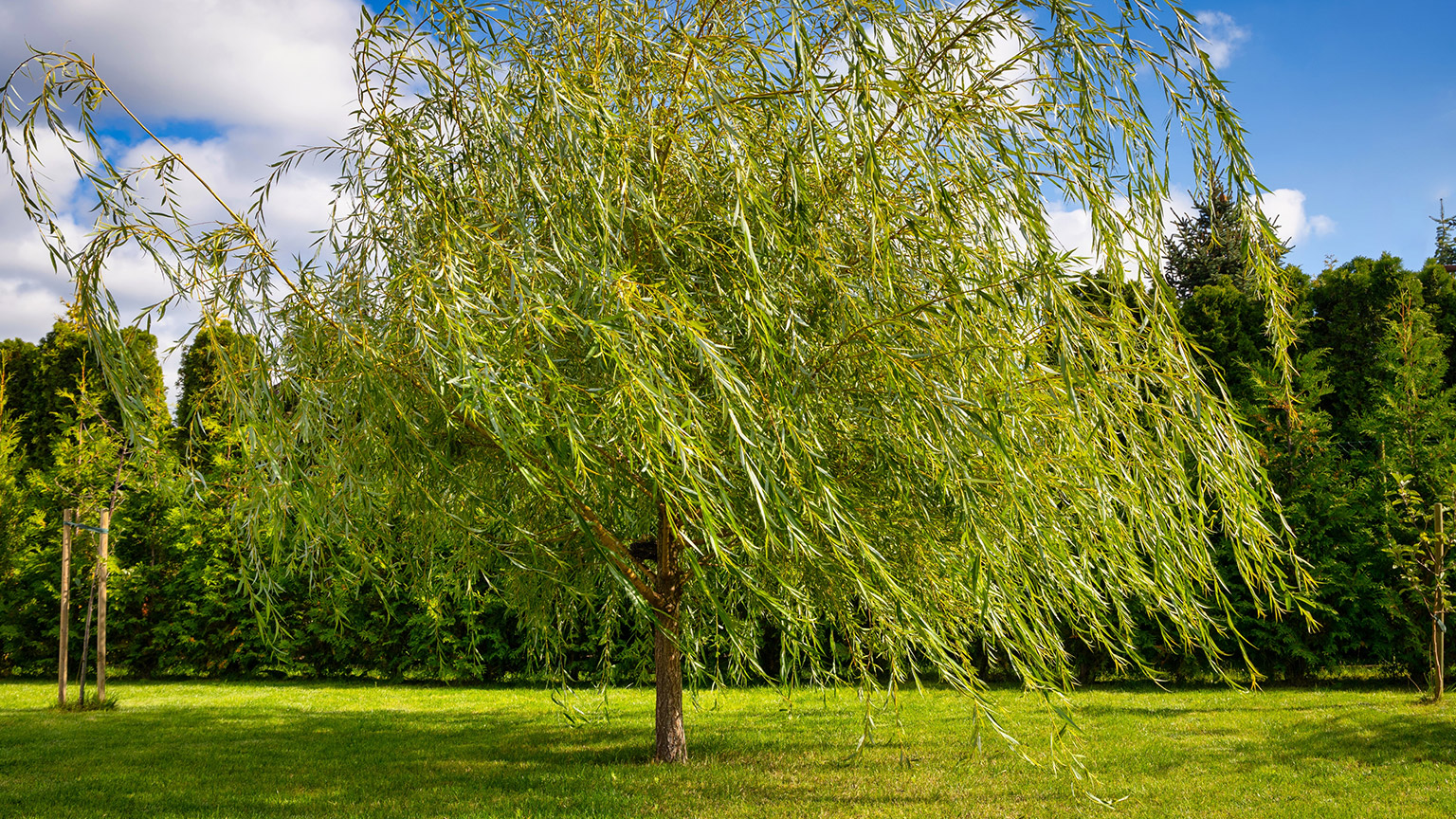 A weeping willow