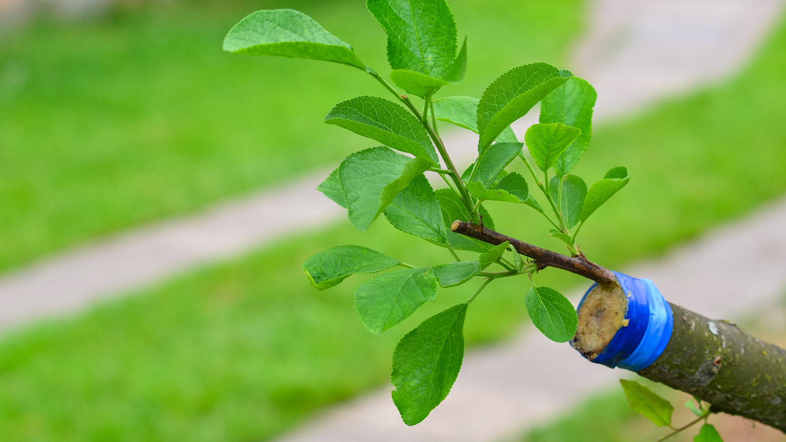 A tree branch with another branch grafted on