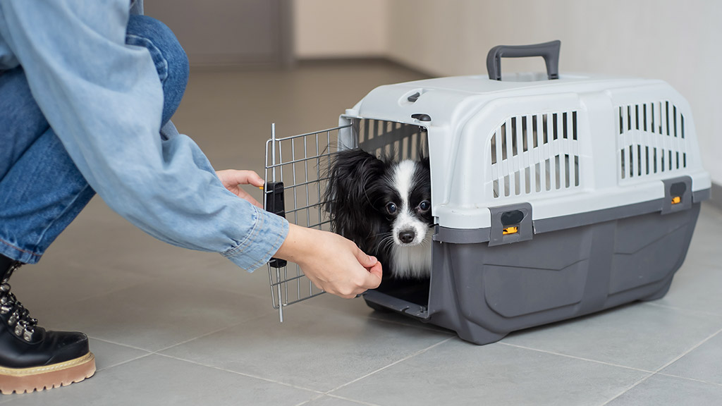 woman carries a dog in a safe travel cage