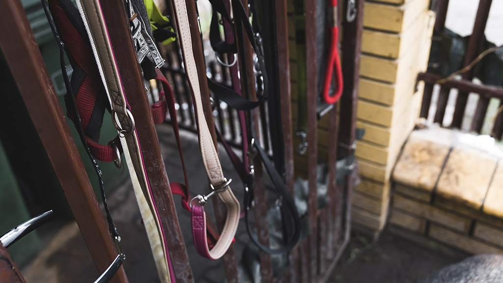 Outdoor shot of several leashes and dog collars in different colors hanging on brown metal fence