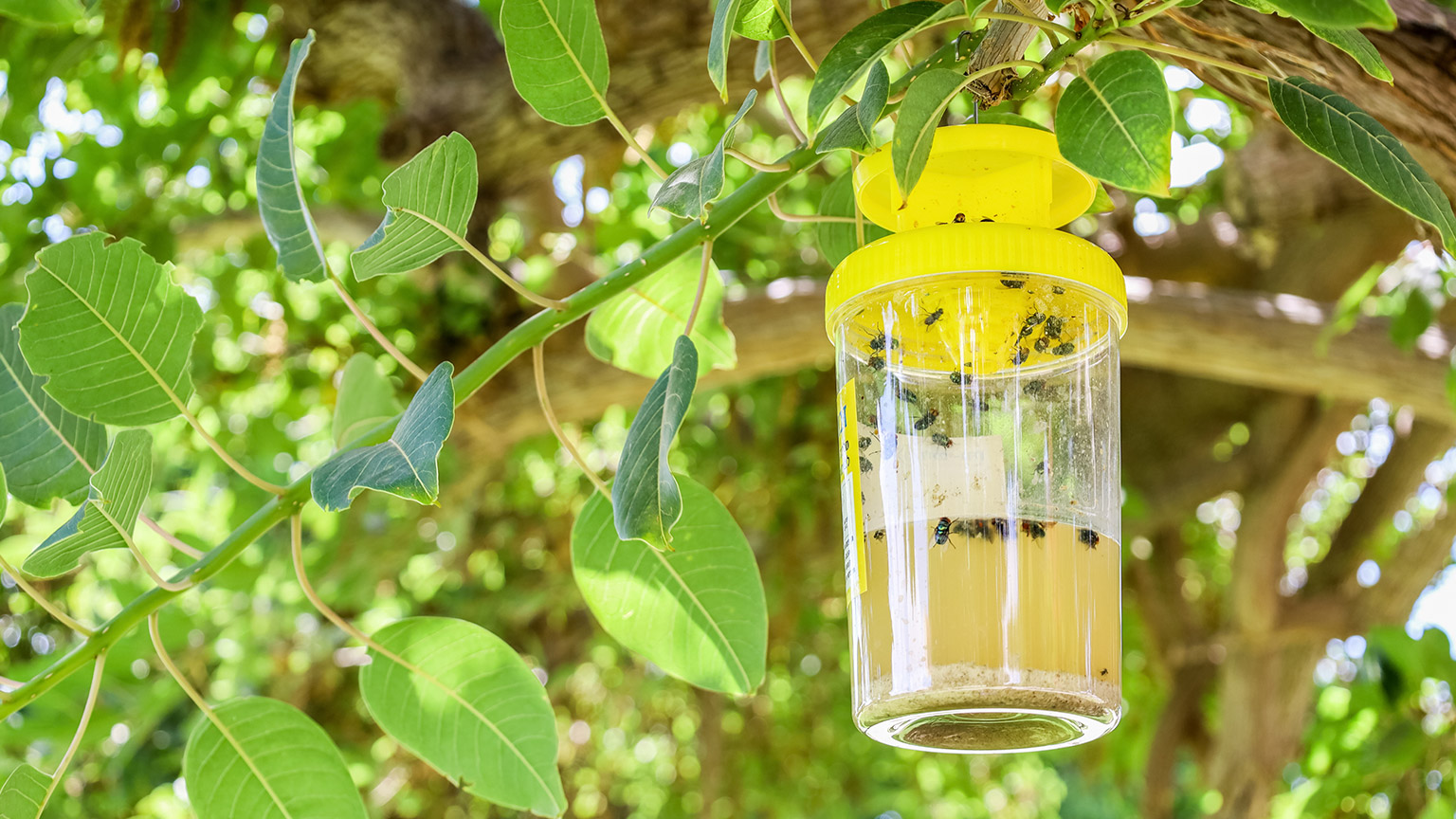 A sticky trap for flies hangs in a tree for pest control