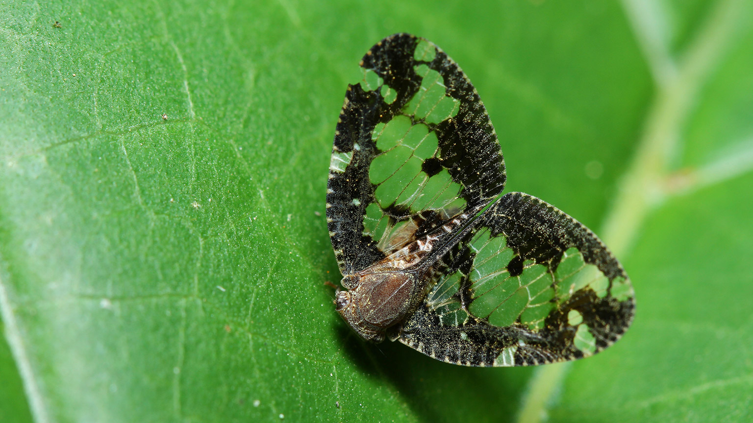 The passionvine hopper (Scolypopa australis) is a major pest in Aotearoa