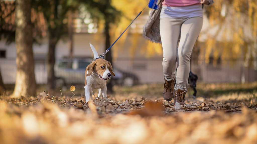 owner trains the jack russell terrier dog in the park