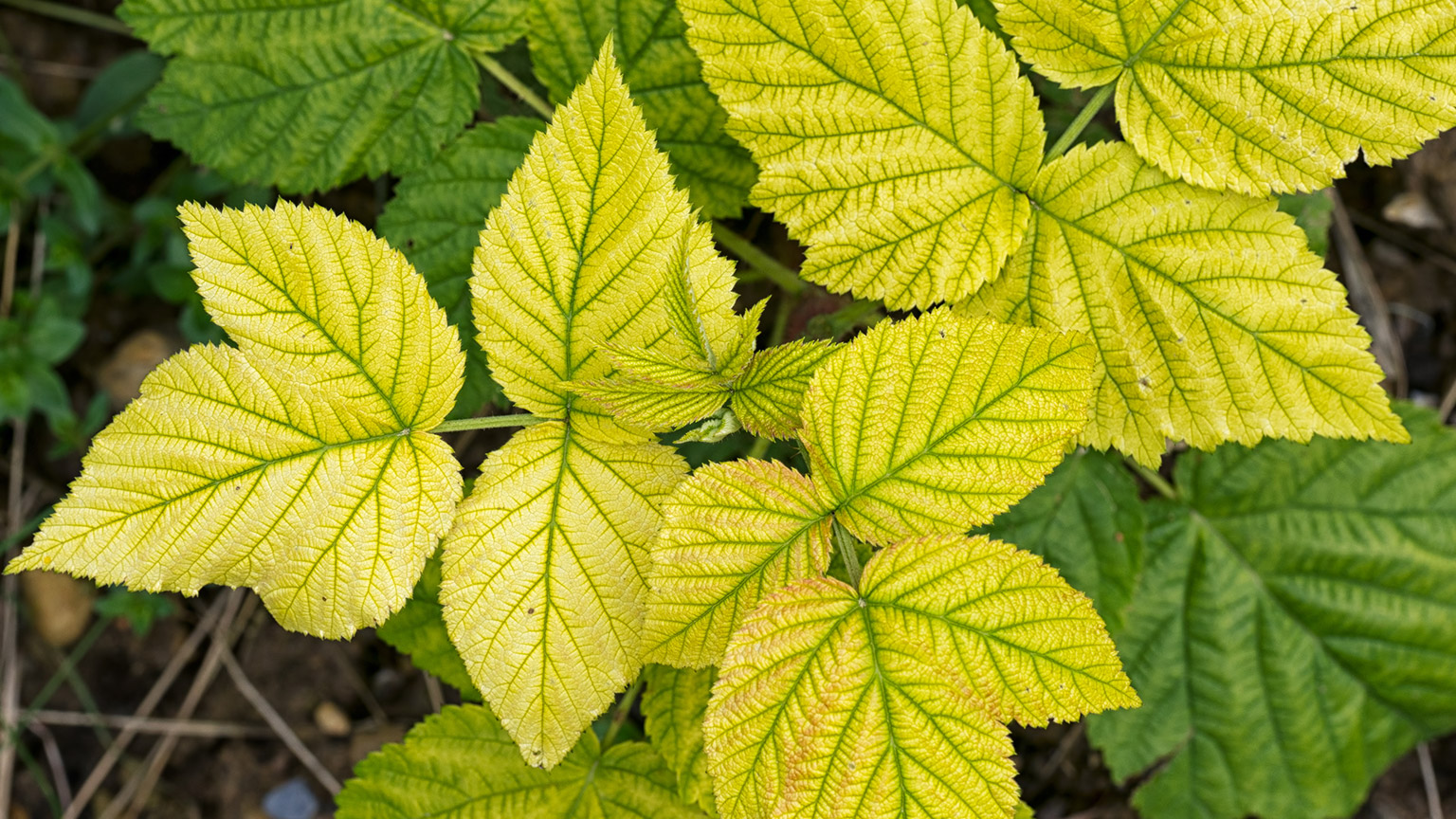 Bright yellow leaves that should be green may alert us to a nutrient deficiency