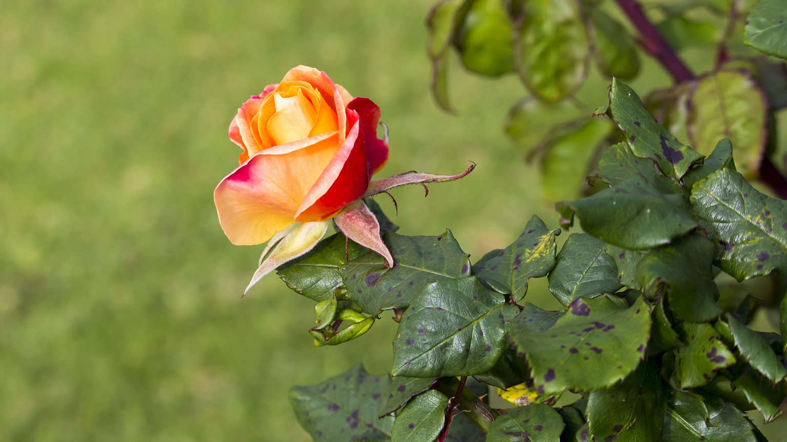 A rose (Rosa spp.) is infected with black spot as shown on the leaves