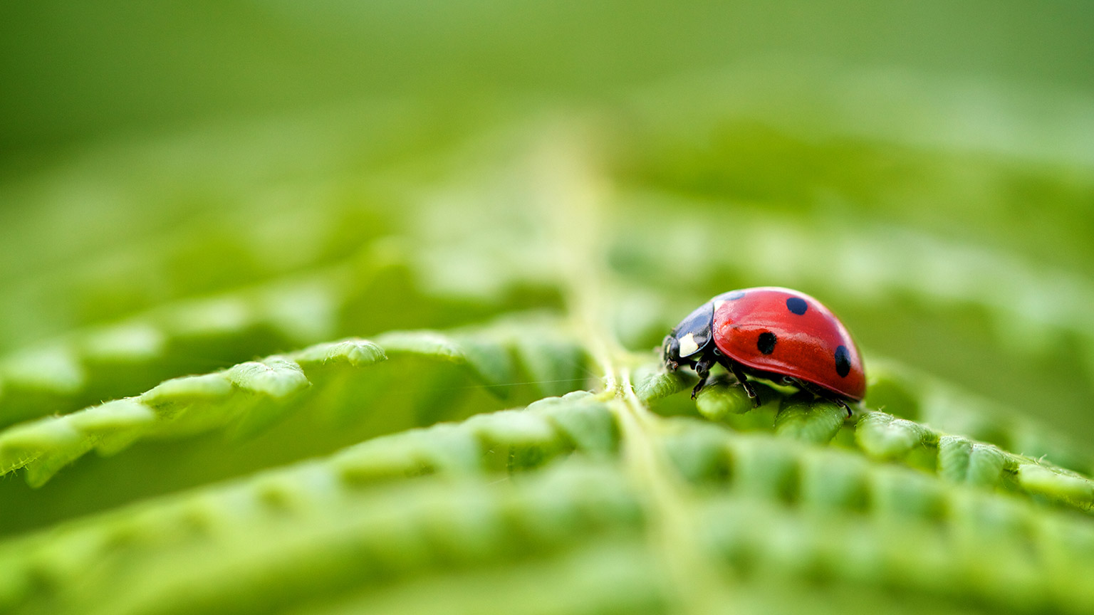 A macro view of a beetle on a fern