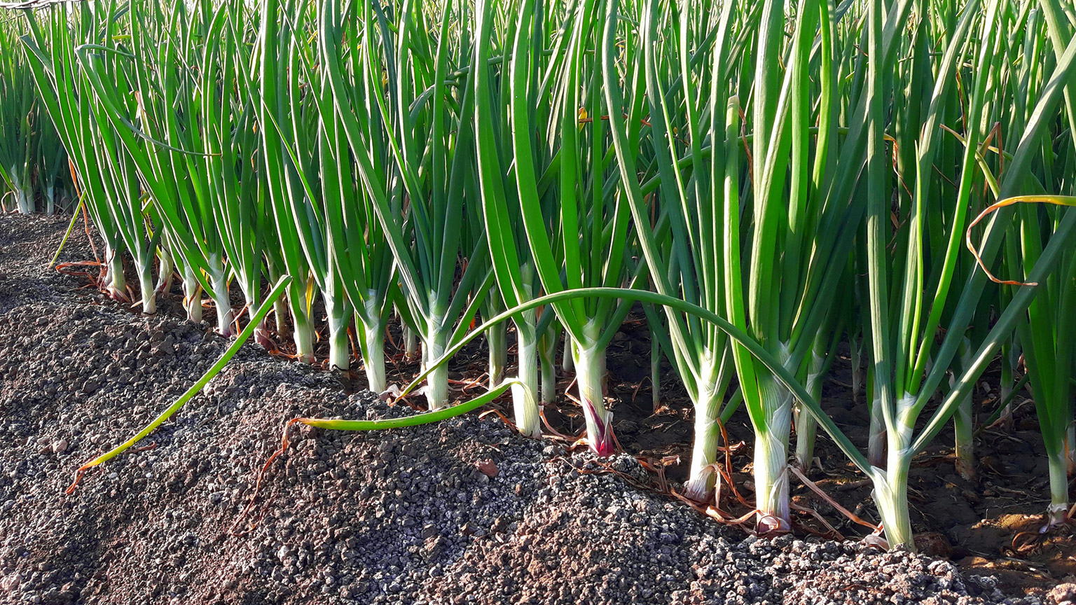 Onions growing on a built up mound to help water drainage