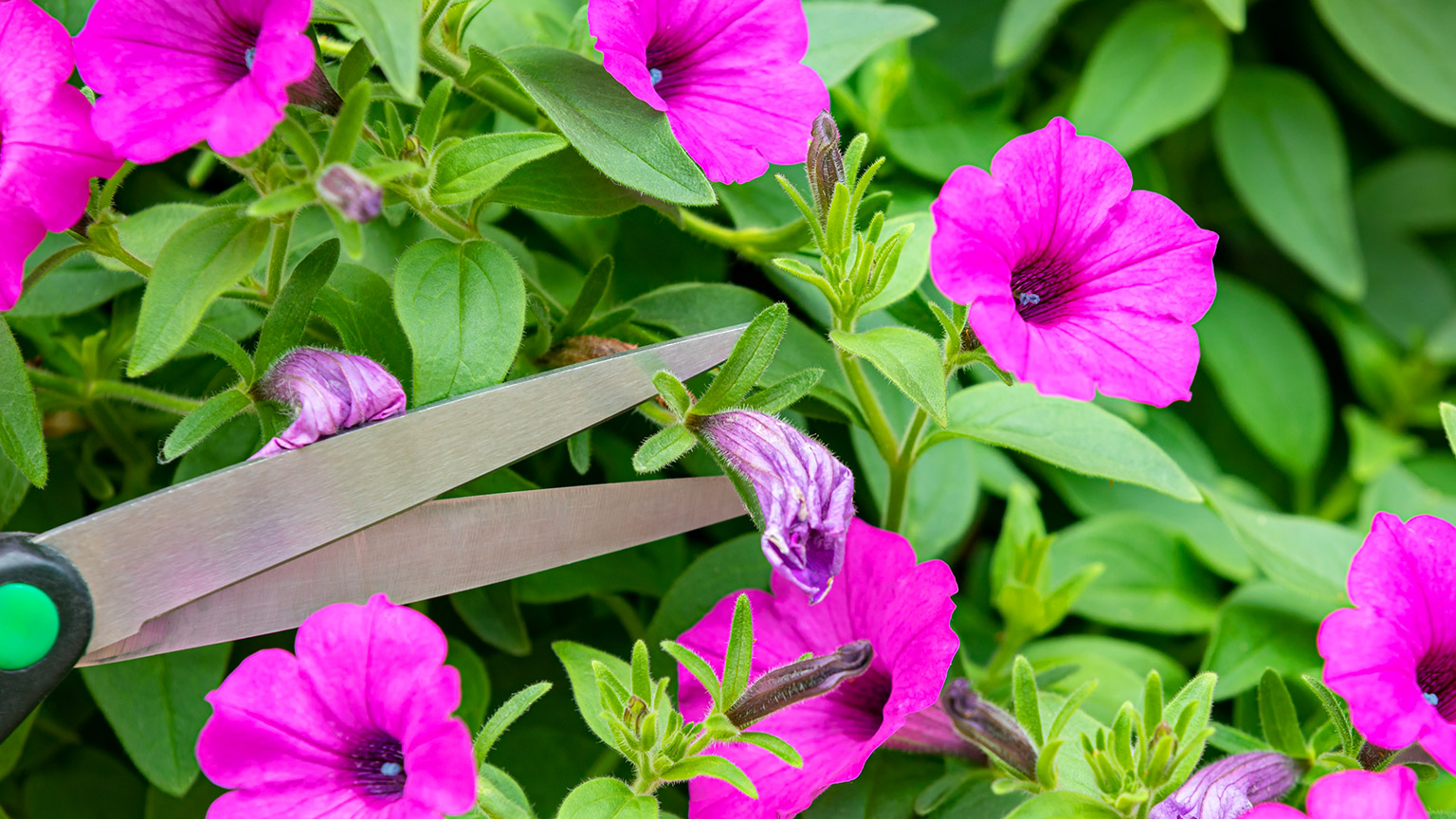 The blades of a scissors about to cut off a dead Petunia flower head